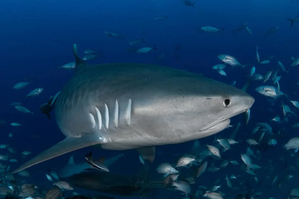 Lil Pea the tiger shark swimming in profile among fish in blue water