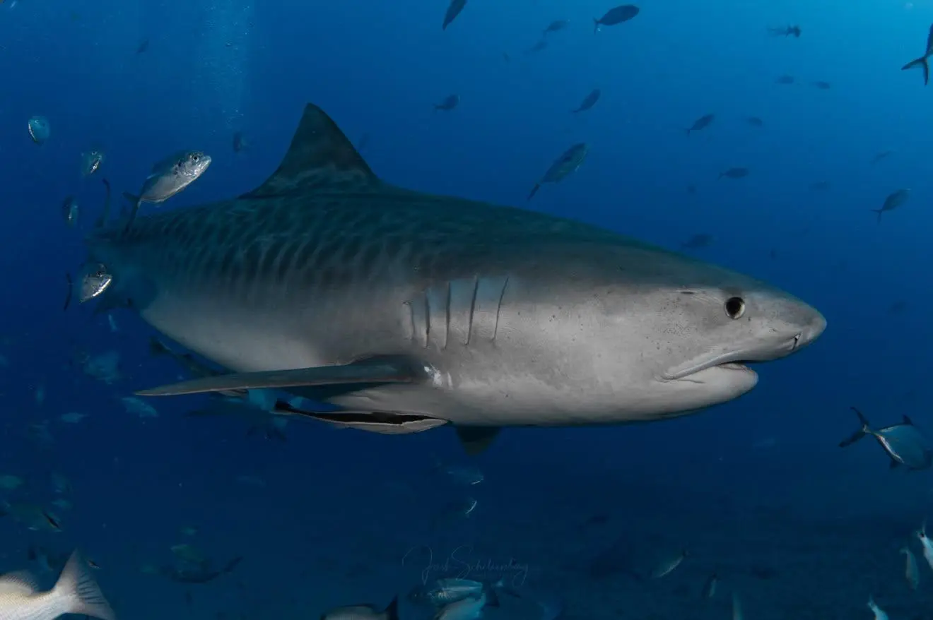Earlier side-profile photo of Lil Pea the tiger shark in blue water