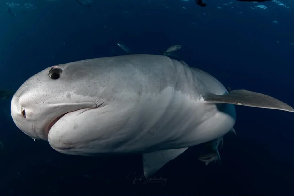 Close-up of Opal the tiger shark approaching underwater
