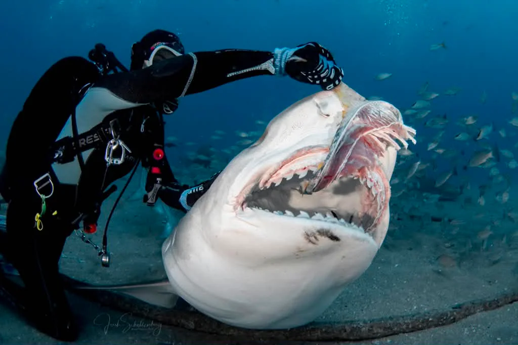 Opal the tiger shark feeding beside a diver underwater