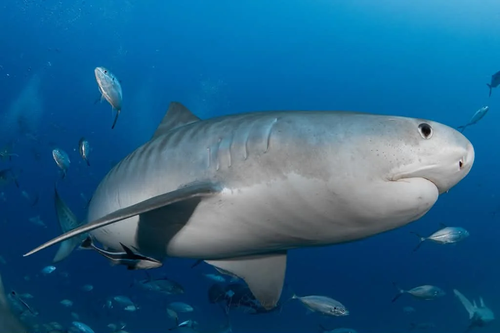 Opal the tiger shark swimming in profile through blue water