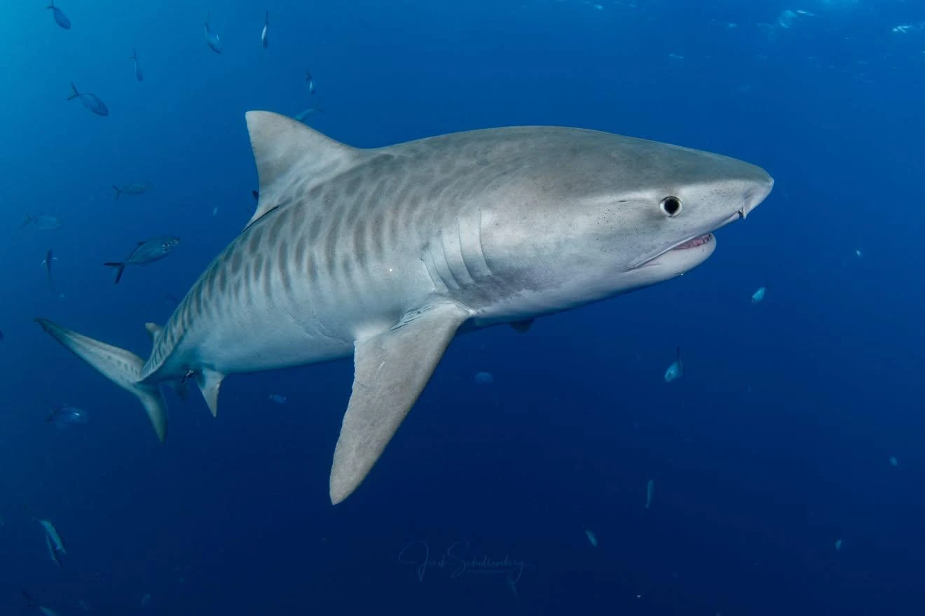 Earlier photo of Opal the tiger shark turning in blue water