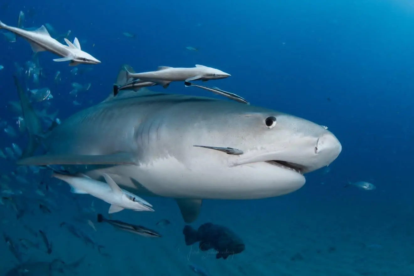 Shelia, a female tiger shark, swimming with several remoras