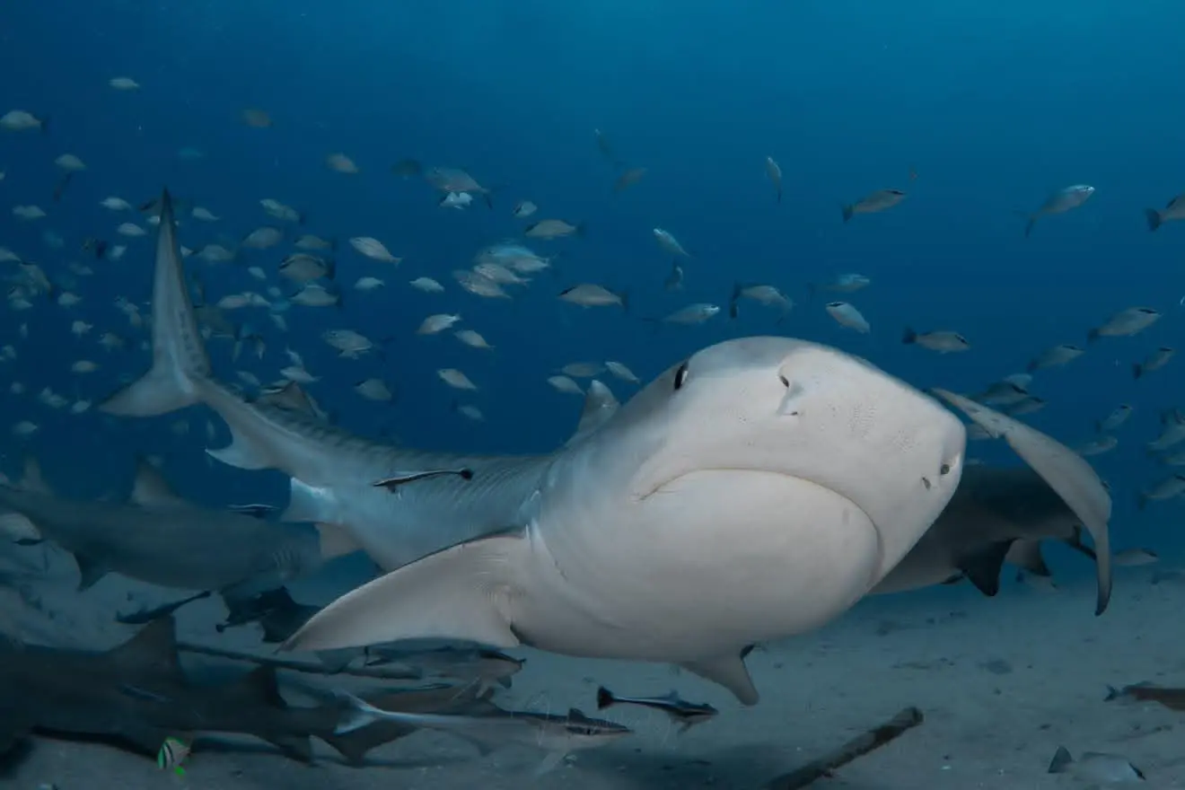 Another view of Thelma the tiger shark