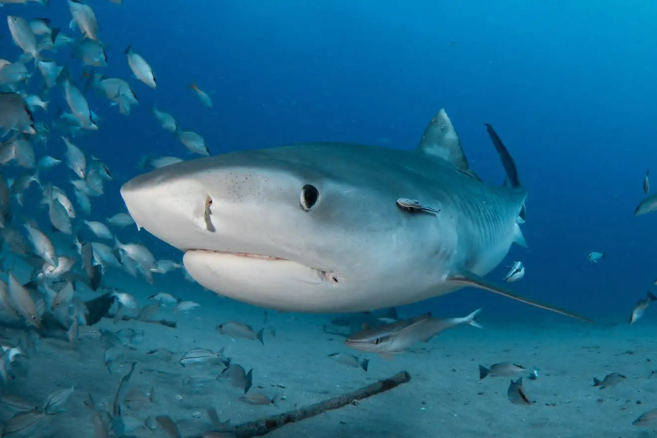 Thelma, a female tiger shark, approaching through a school of fish
